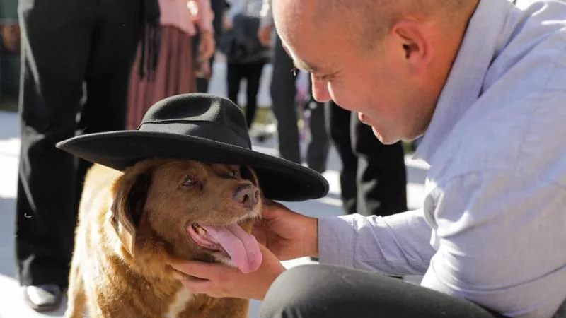 È morto Bobi, il cane più vecchio del mondo