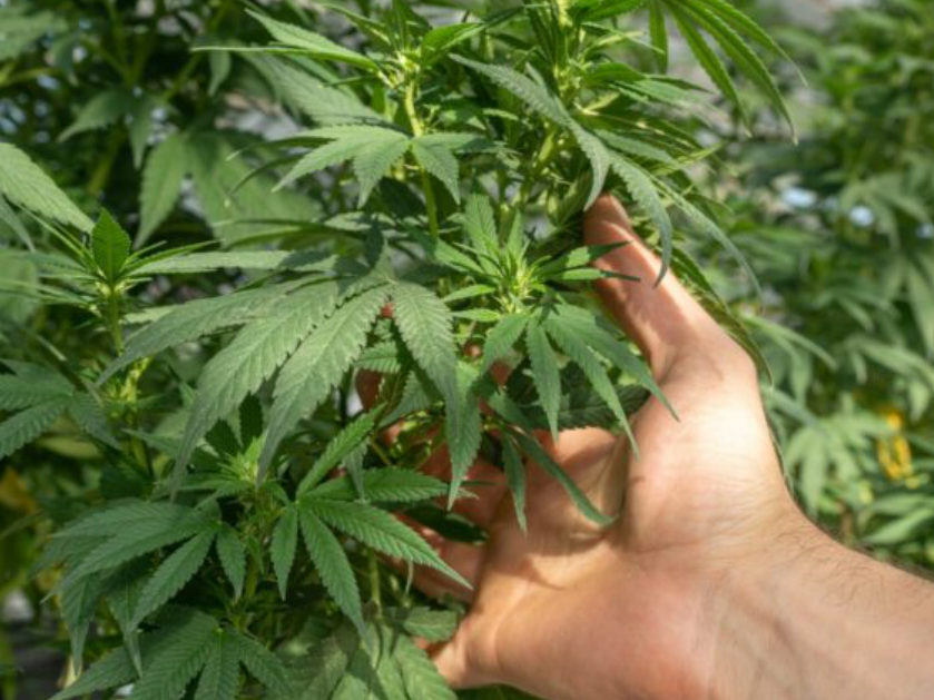 Cannabis, il Tar del Lazio accoglie il ricorso degli imprenditori